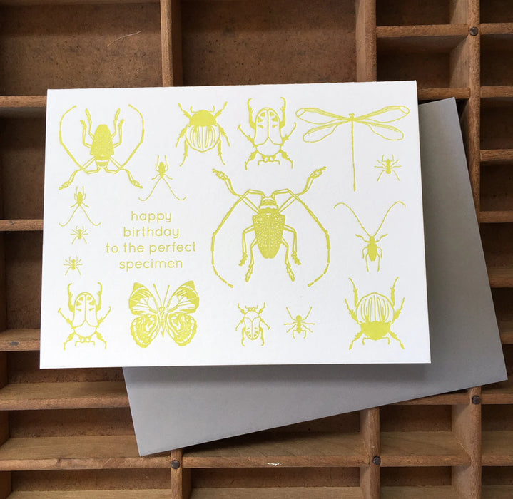 Perfect Specimen Insects Letterpress Birthday Card